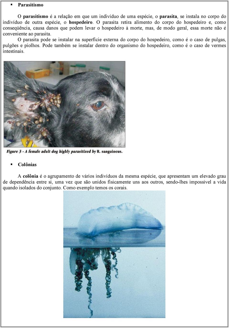 O parasita pode se instalar na superfície externa do corpo do hospedeiro, como é o caso de pulgas, pulgões e piolhos.