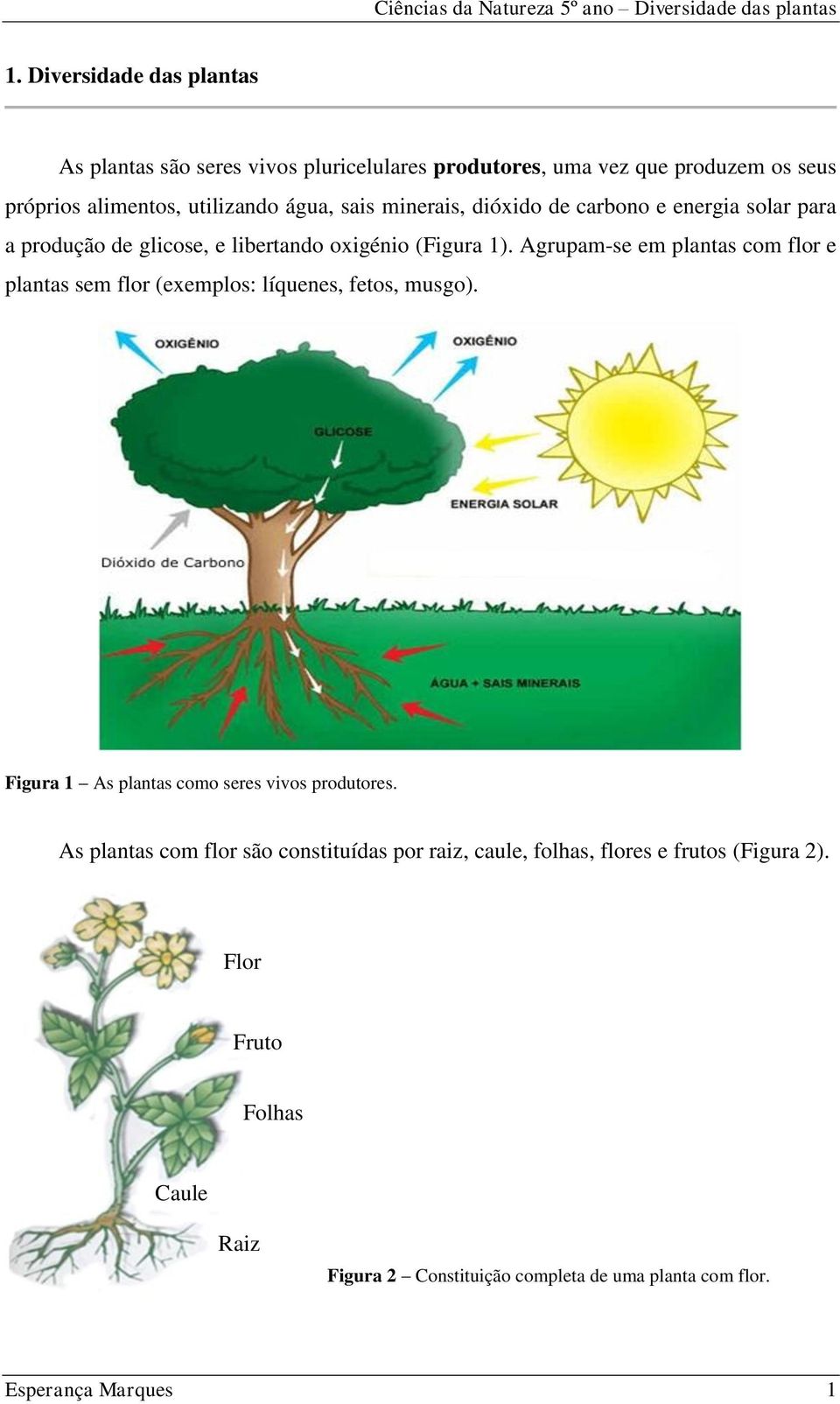 As plantas com flor são constituídas por raiz, caule, folhas, flores e  frutos (Figura 2). - PDF Free Download