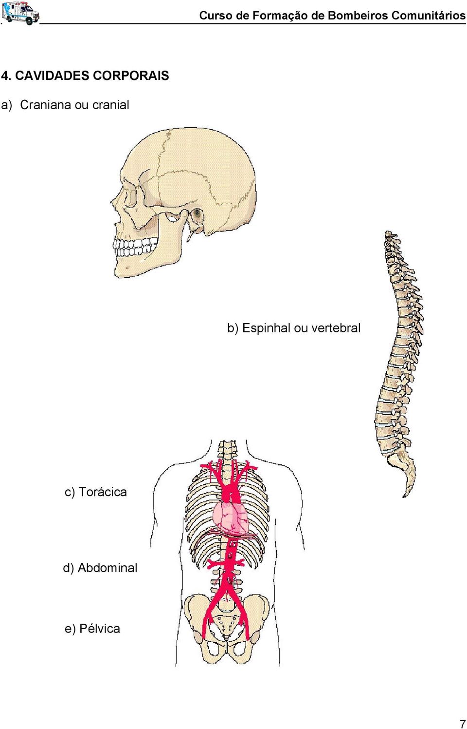Espinhal ou vertebral c)