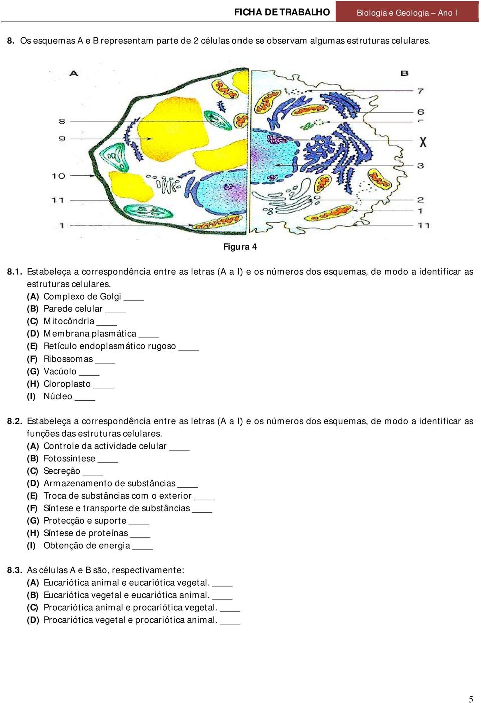 (A) Complexo de Golgi (B) Parede celular (C) Mitocôndria (D) Membrana plasmática (E) Retículo endoplasmático rugoso (F) Ribossomas (G) Vacúolo (H) Cloroplasto (I) Núcleo 8.2.