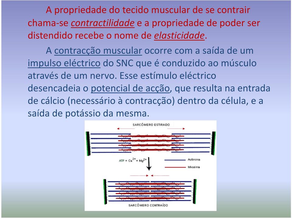 A contracção muscular ocorre com a saída de um impulso eléctrico do SNC que é conduzido ao músculo através