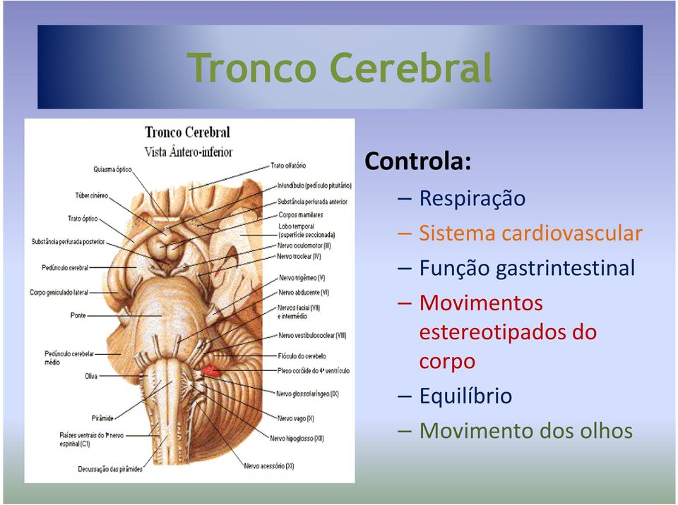 gastrintestinal Movimentos