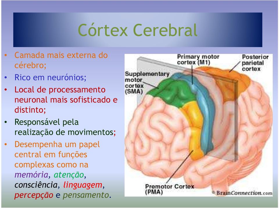 realização de movimentos; Desempenha um papel central em funções