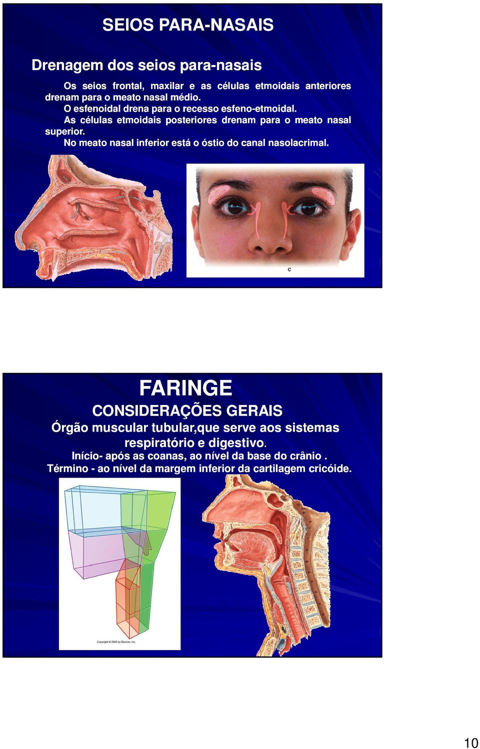 No meato nasal inferior está o óstio do canal nasolacrimal.