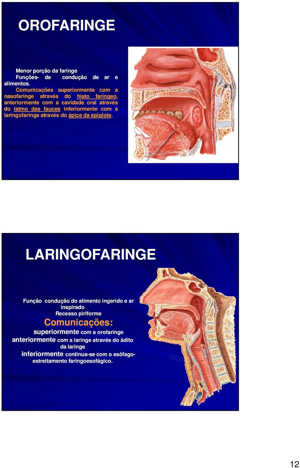 inferiormente com a laringofaringe através do ápice da epiglote.