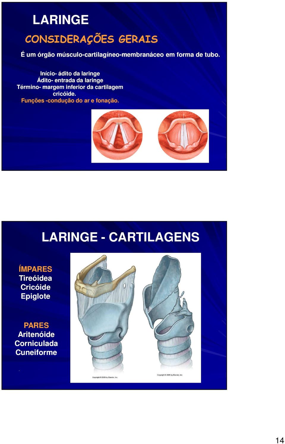 Início- ádito da laringe Ádito- entrada da laringe Término- margem inferior da