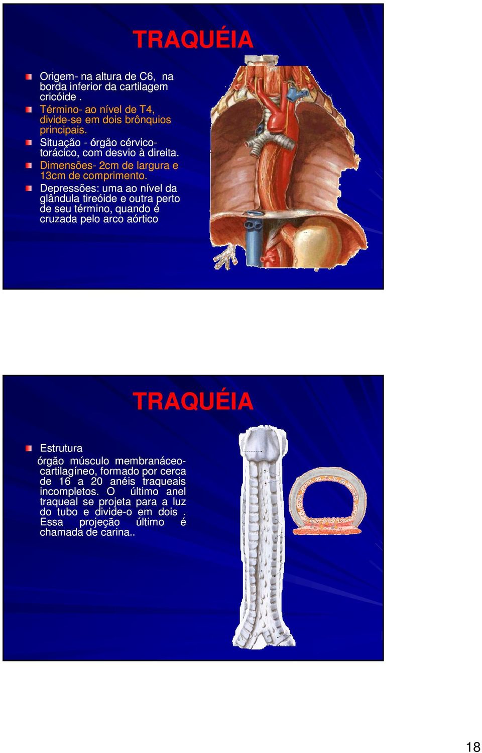 Depressões: uma ao nível da glândula tireóide e outra perto de seu término, quando é cruzada pelo arco aórtico TRAQUÉIA TRAQUÉIA Estrutura órgão
