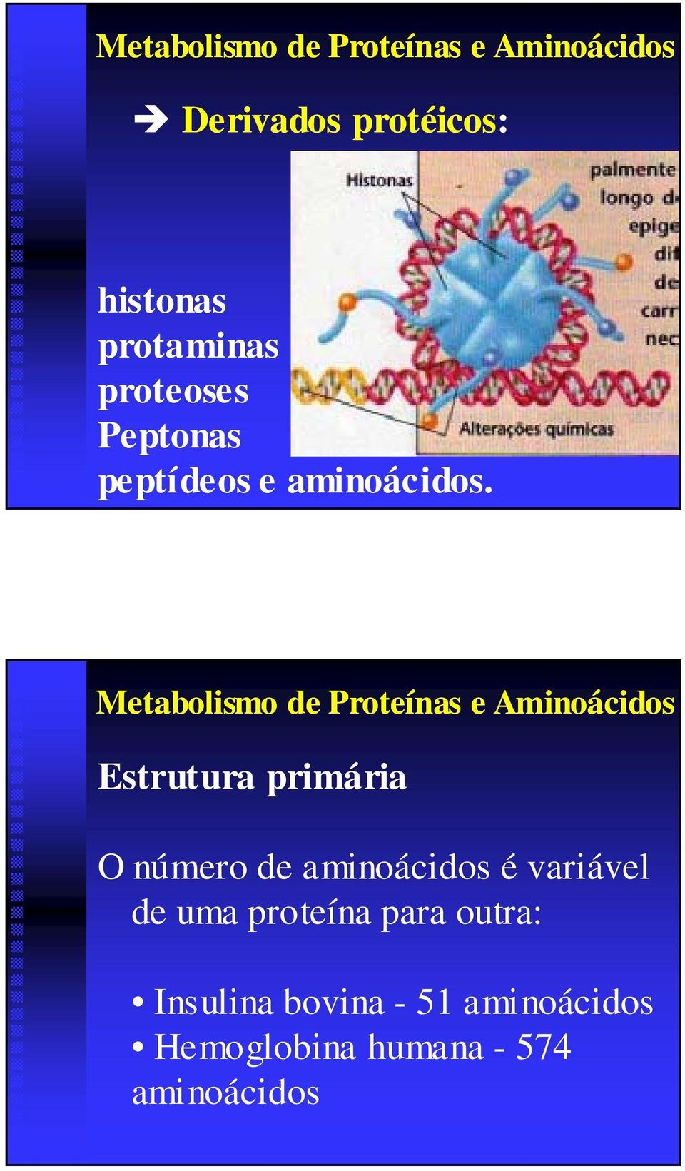 Estrutura primáriaria O número de aminoácidos é variável vel