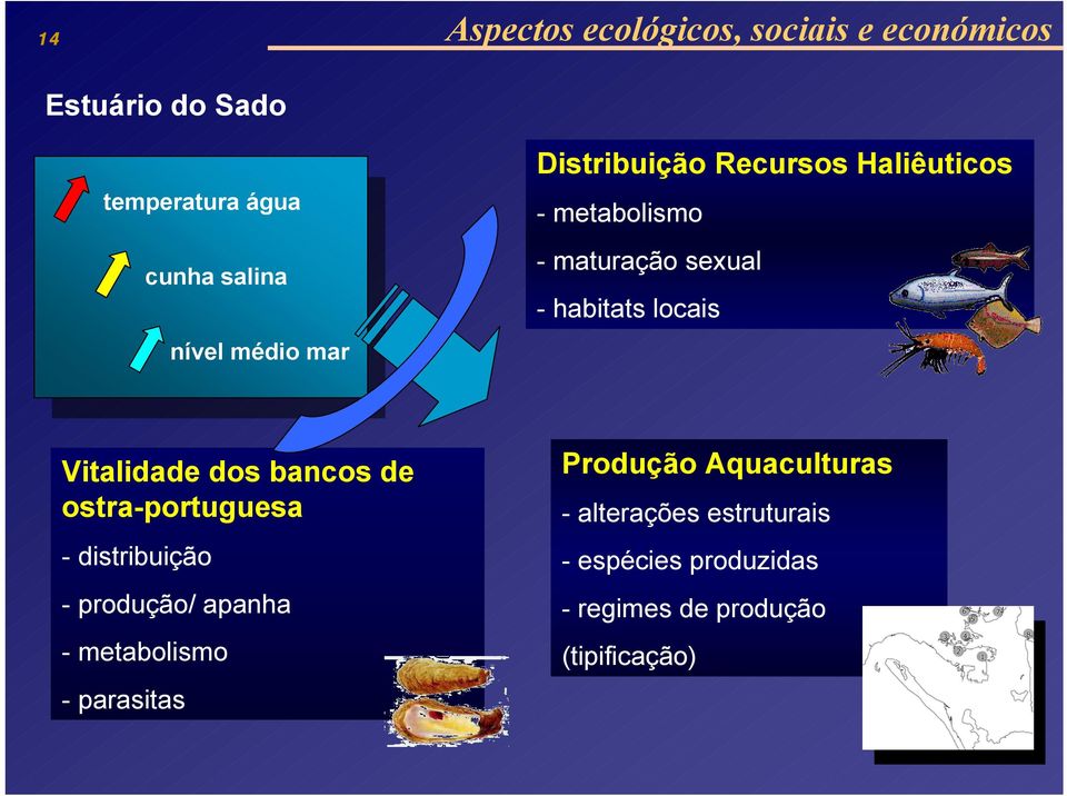 ostra-portuguesa - distribuição - produção/ apanha - metabolismo - parasitas Produção