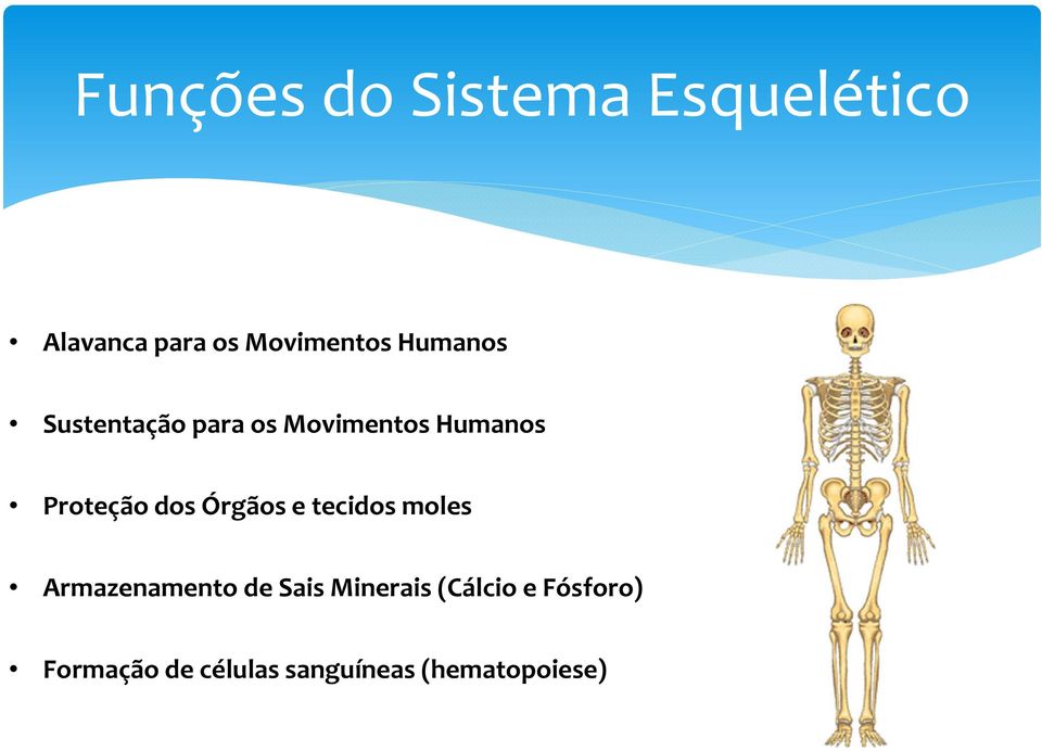 Órgãos e tecidos moles Armazenamento de Sais Minerais