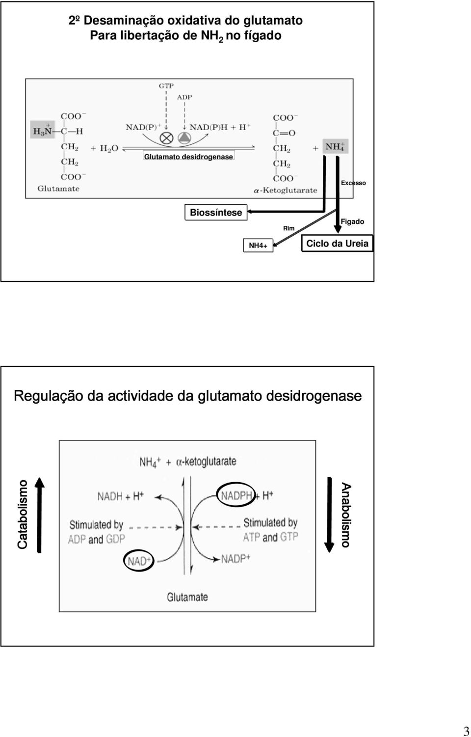 Biossíntese NH4+ Rim Figado Ciclo da Ureia Regulação da