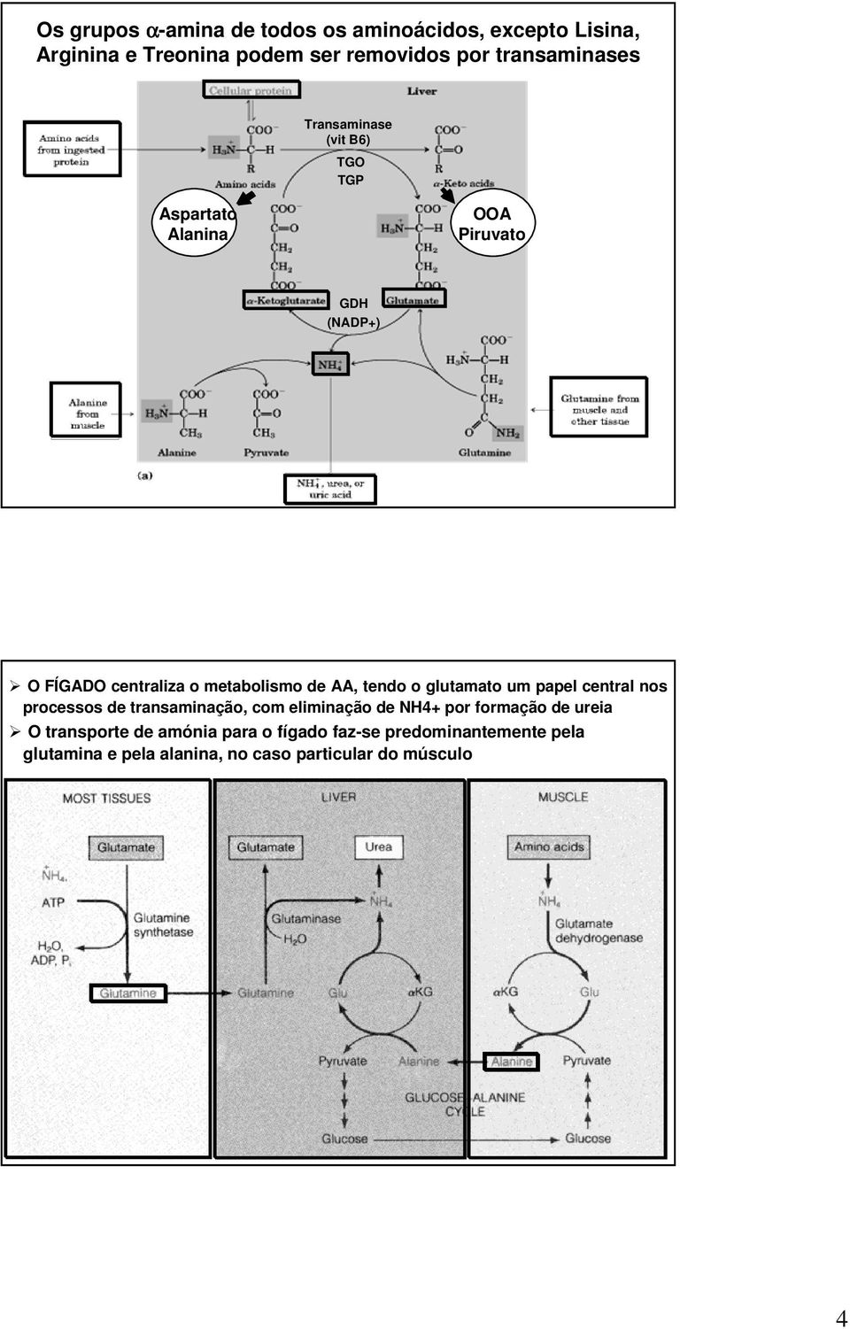 tendo o glutamato um papel central nos processos de transaminação, com eliminação de NH4+ por formação de ureia O