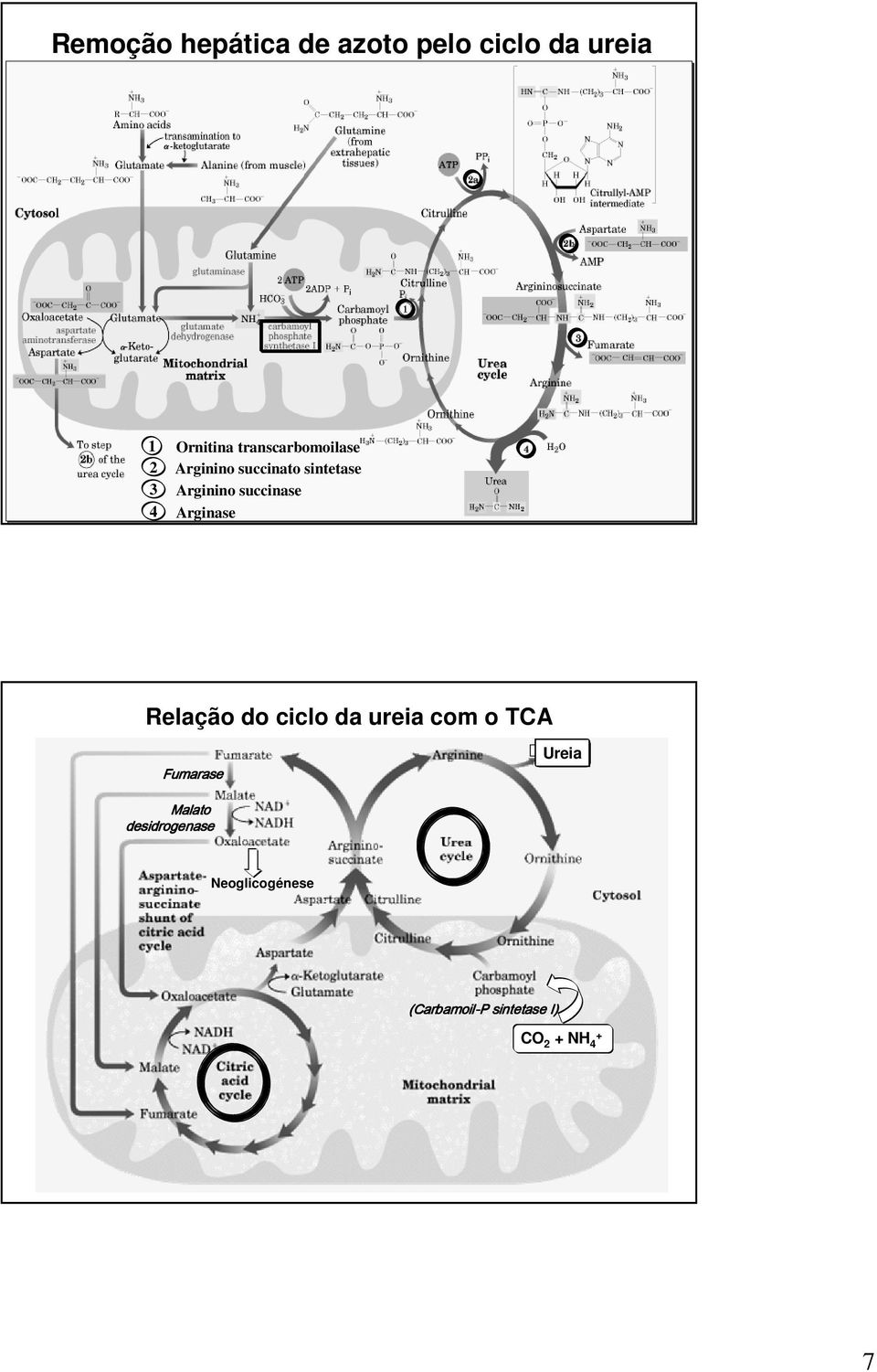 succinase 4 Arginase Relação do ciclo da ureia com o TCA Fumarase