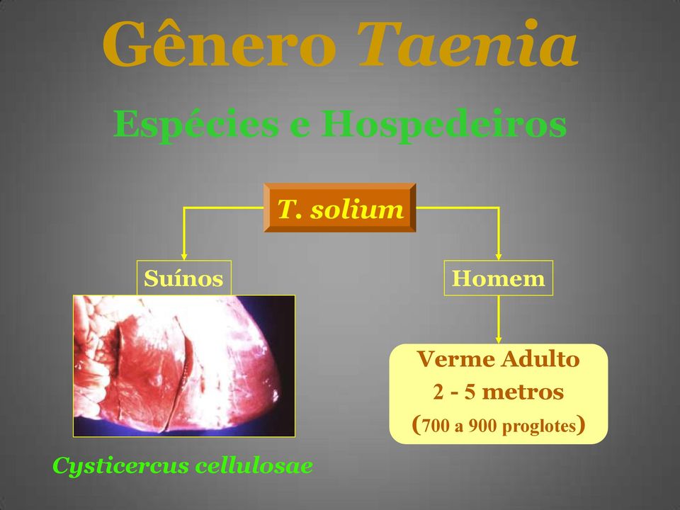 solium Suínos Homem Verme