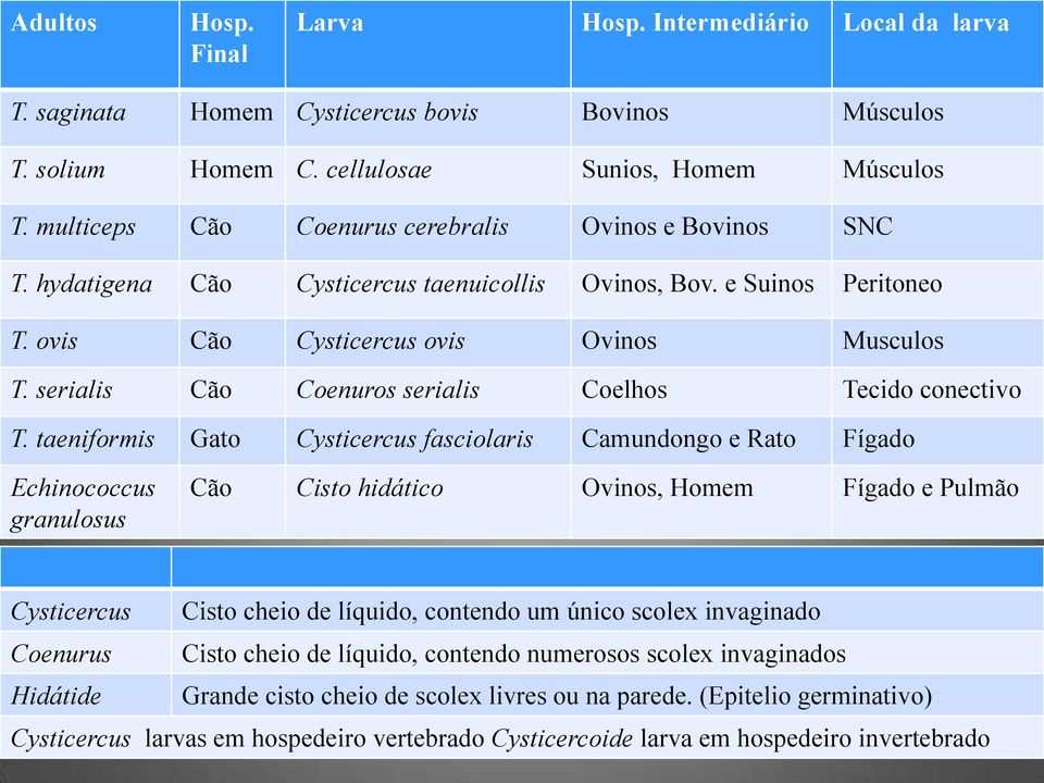 serialis Cão Coenuros serialis Coelhos Tecido conectivo T.