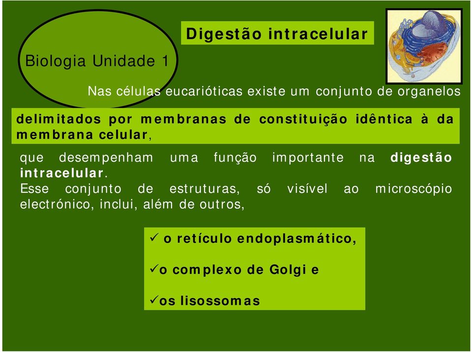 importante na digestão intracelular.