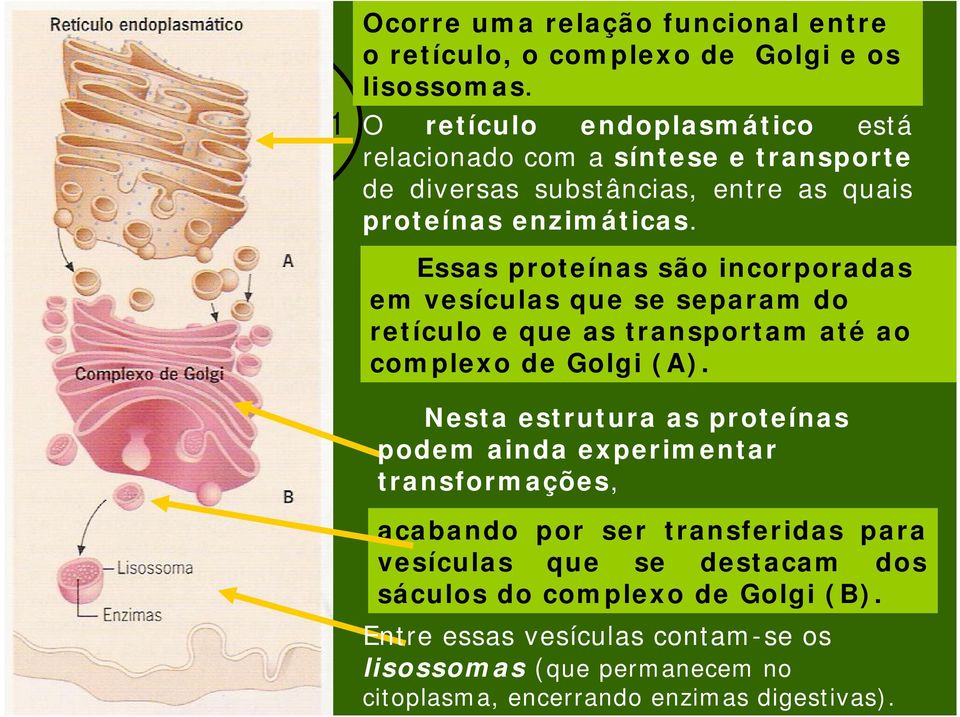 Essas proteínas são incorporadas em vesículas que se separam do retículo e que as transportam até ao complexo de Golgi (A).