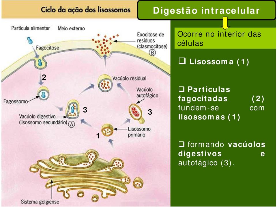 fagocitadas (2) fundem-se com lisossomas (1)