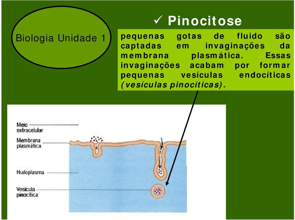 plasmática.