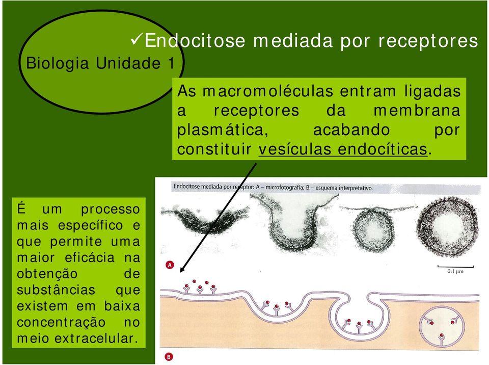 endocíticas.