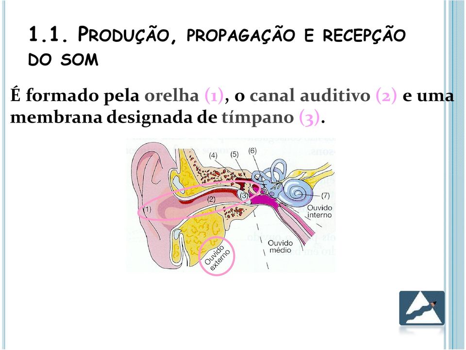 orelha (1), ocanal auditivo(2)