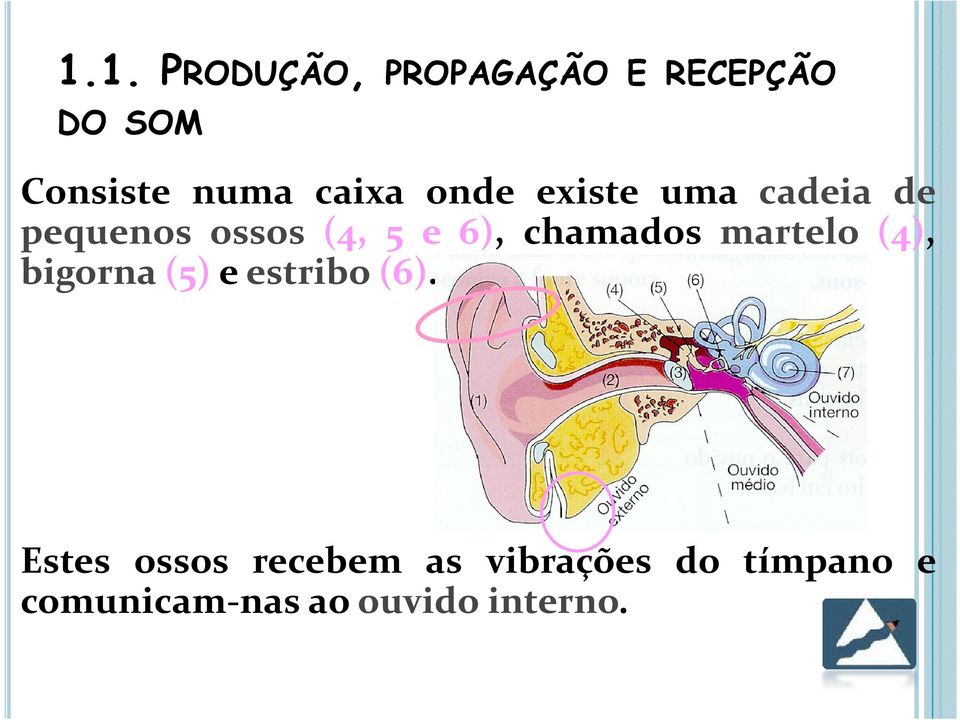 chamados martelo (4), bigorna(5) e estribo(6).