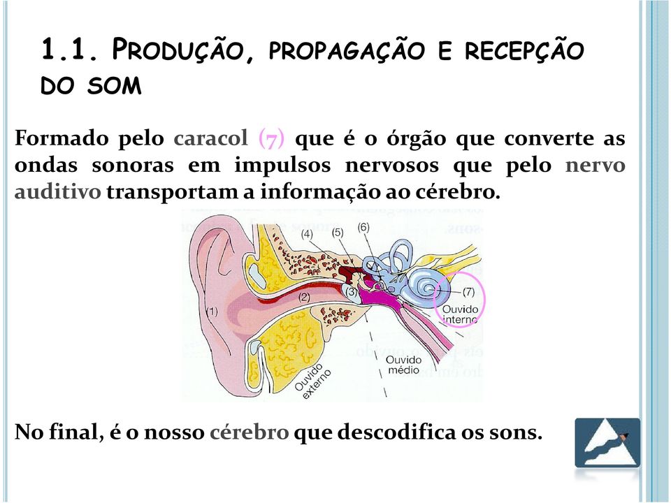 impulsos nervosos que pelo nervo auditivo transportam a