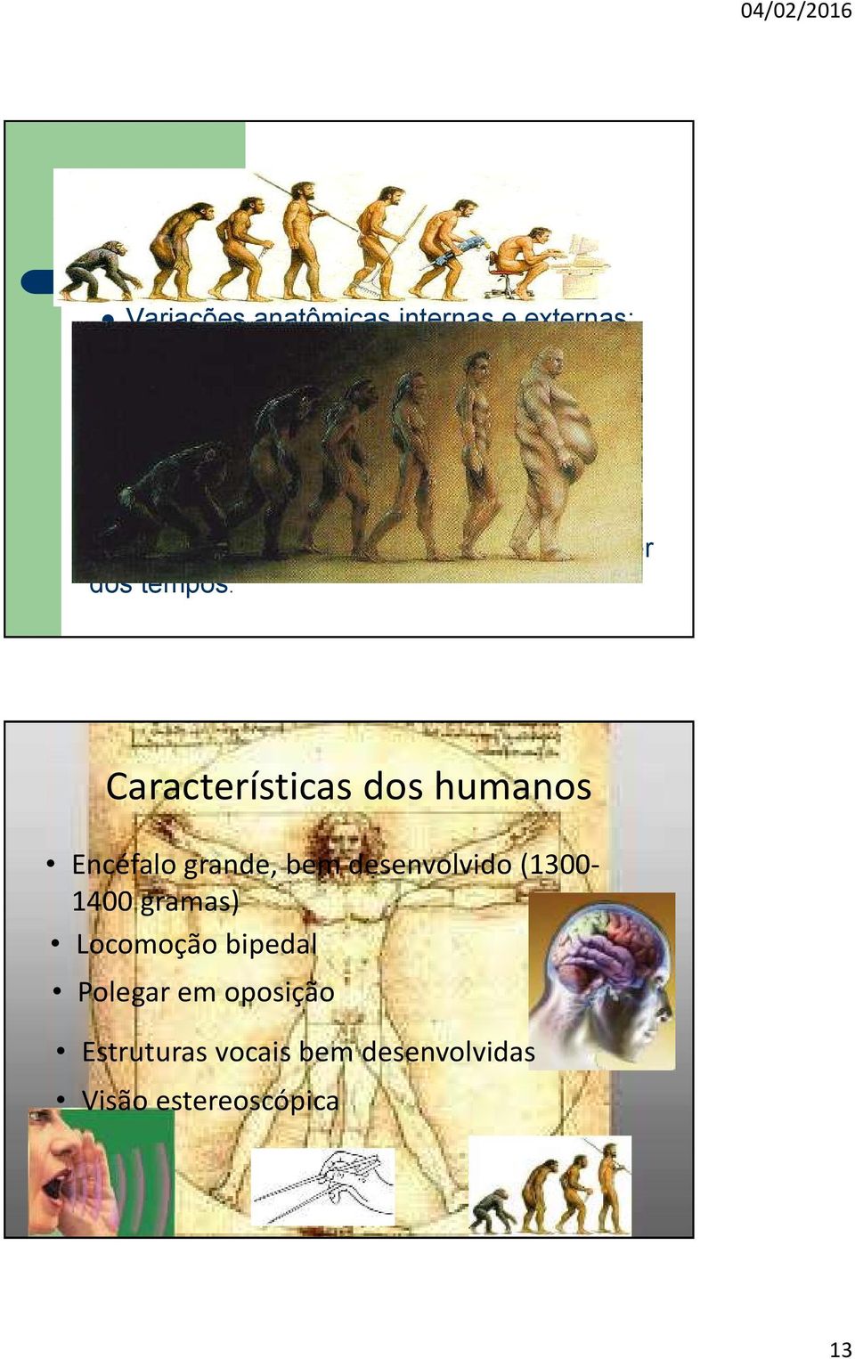 -Evolução: diferenças morfológicas no decorrer dos tempos.