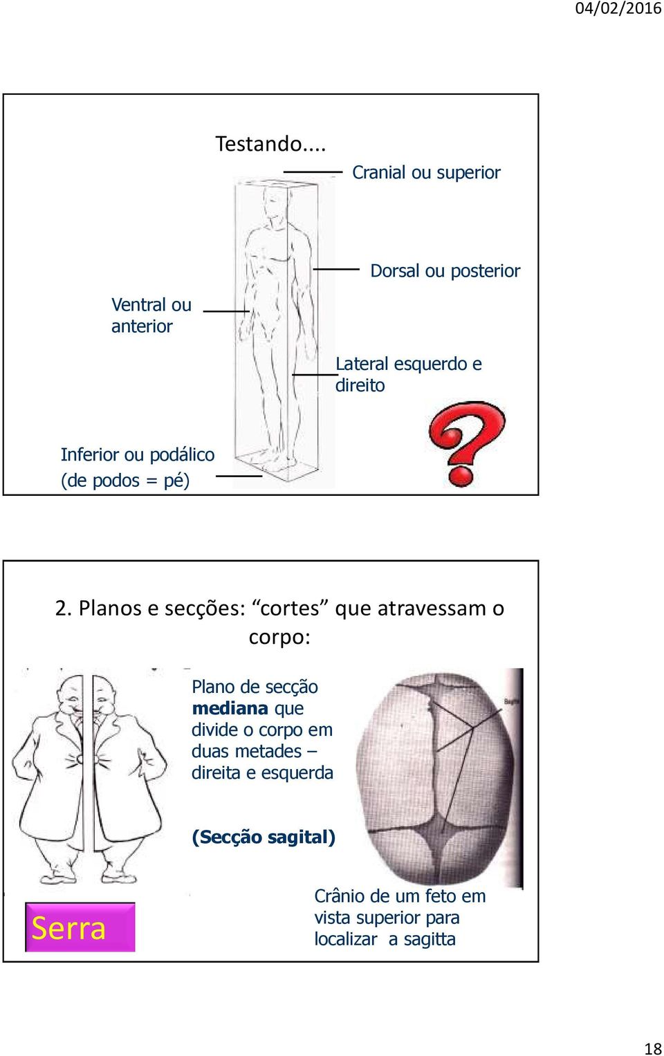 direito Inferior ou podálico (de podos = pé) 2.