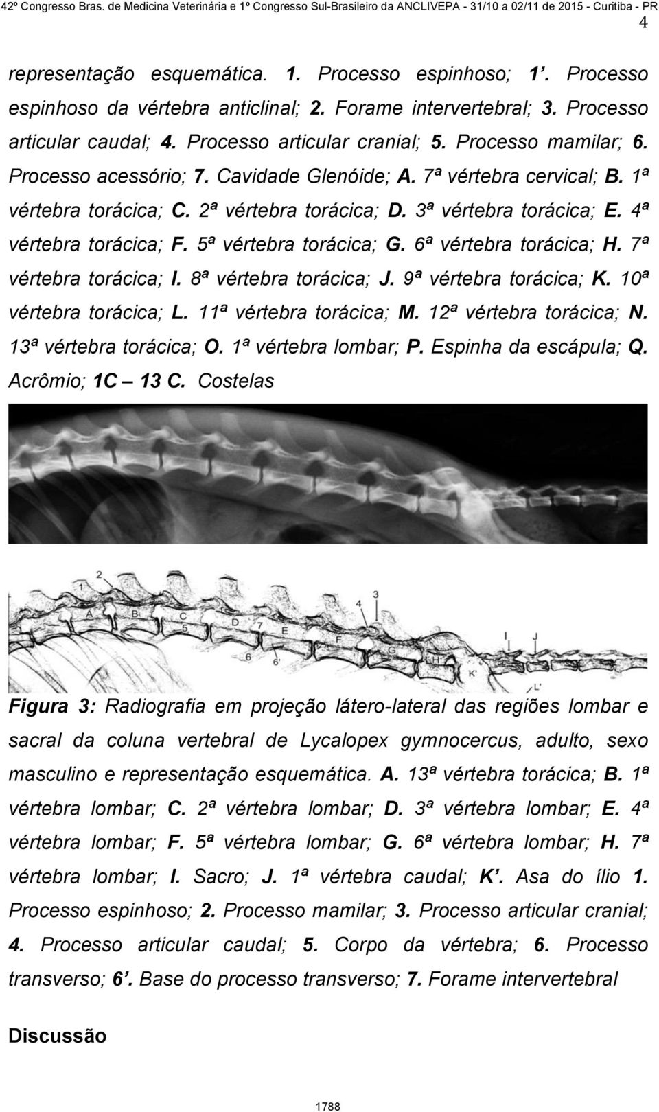 5ª vértebra torácica; G. 6ª vértebra torácica; H. 7ª vértebra torácica; I. 8ª vértebra torácica; J. 9ª vértebra torácica; K. 10ª vértebra torácica; L. 11ª vértebra torácica; M.