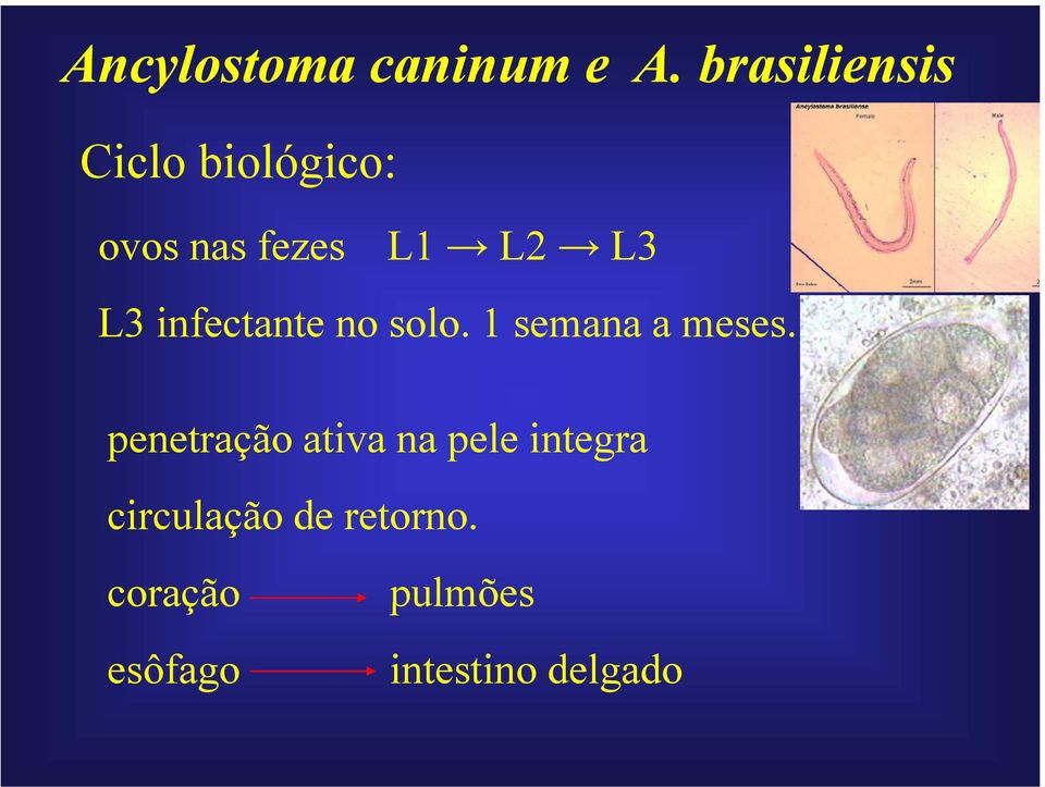 L3 infectante no solo. 1 semana a meses.