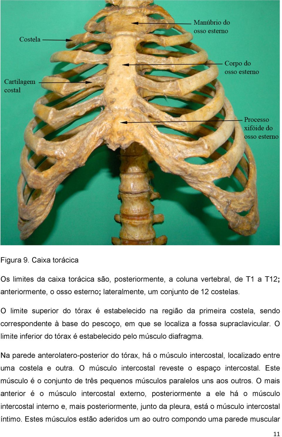 O limite inferior do tórax é estabelecido pelo músculo diafragma. Na parede anterolatero-posterior do tórax, há o músculo intercostal, localizado entre uma costela e outra.