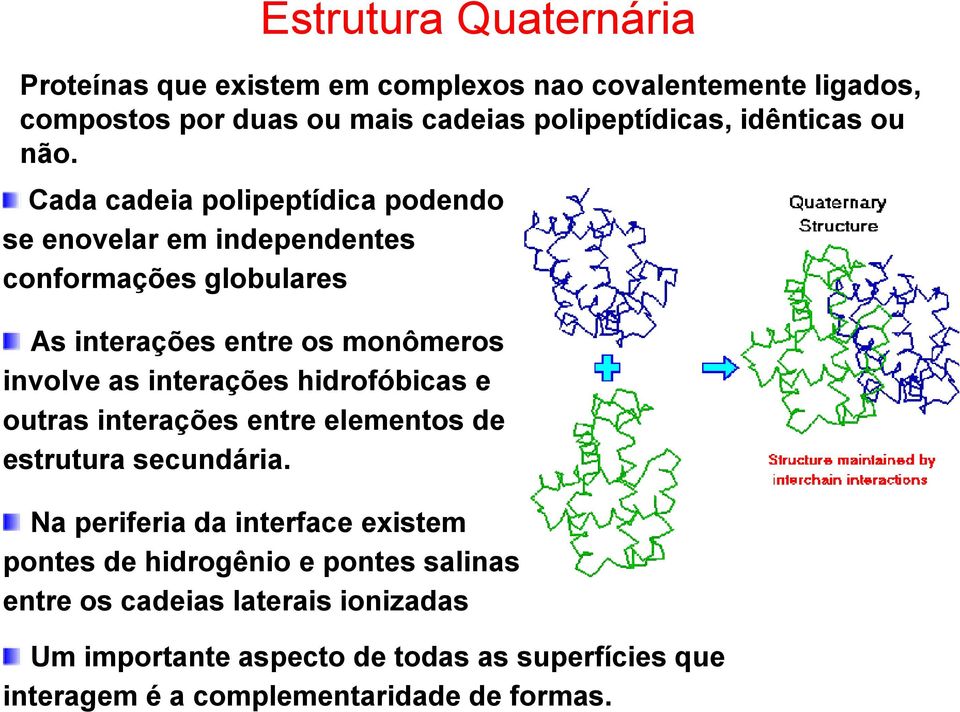 Cada cadeia polipeptídica podendo se enovelar em independentes conformações globulares As interações entre os monômeros involve as interações