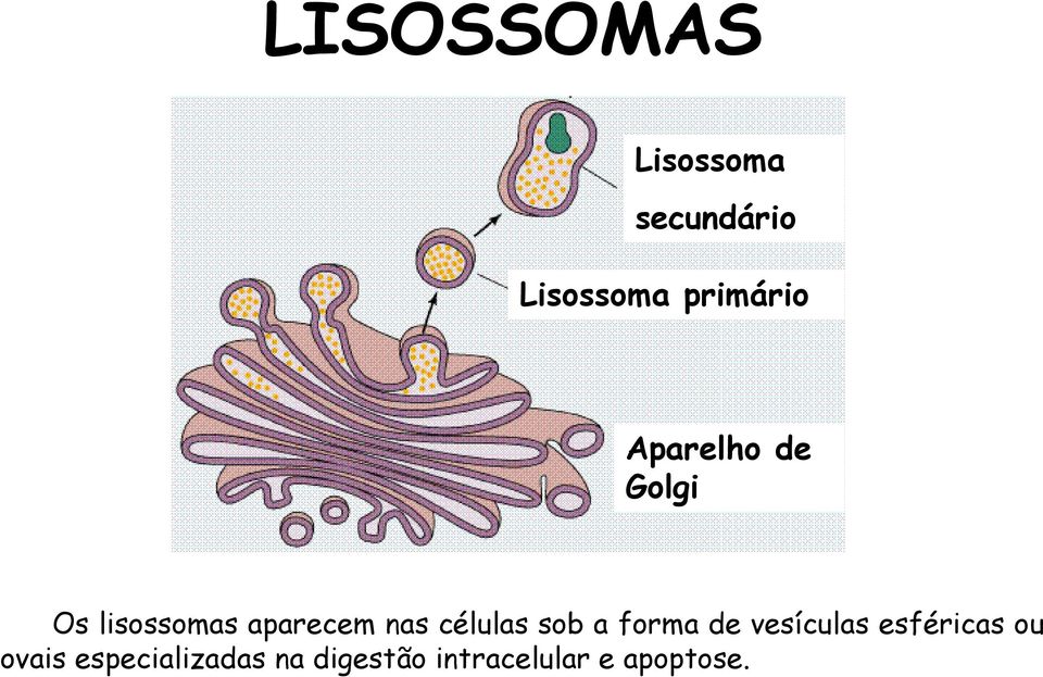 nas células sob a forma de vesículas esféricas ou