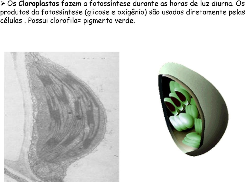 Os produtos da fotossíntese (glicose e