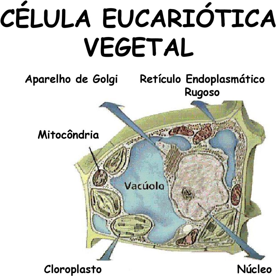 Endoplasmático Rugoso