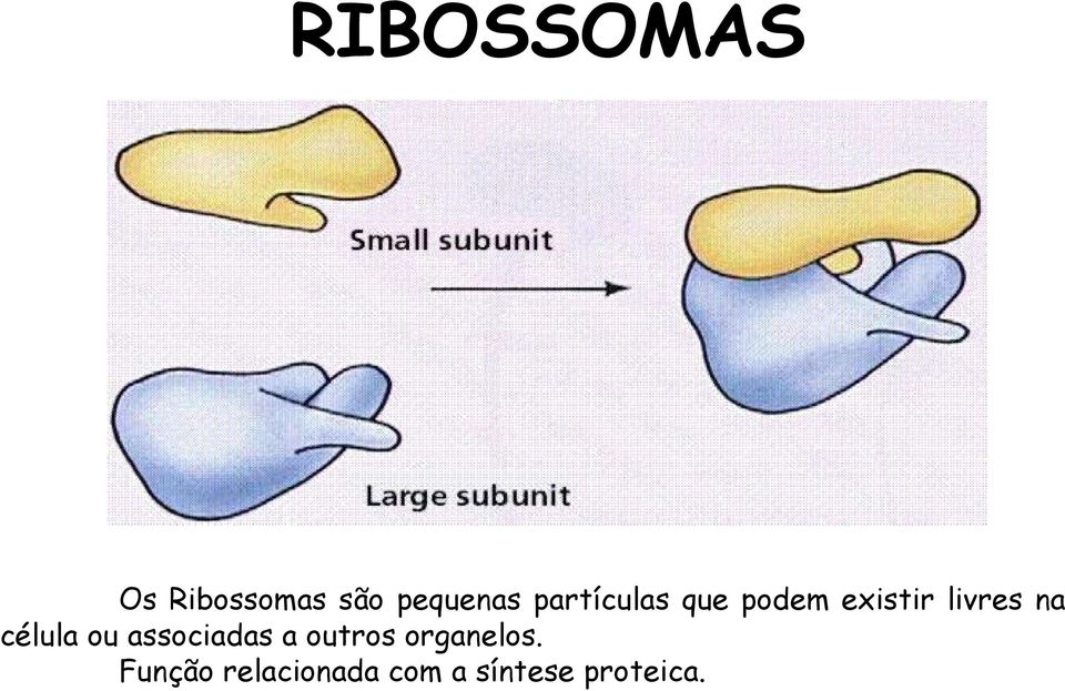 célula ou associadas a outros organelos.