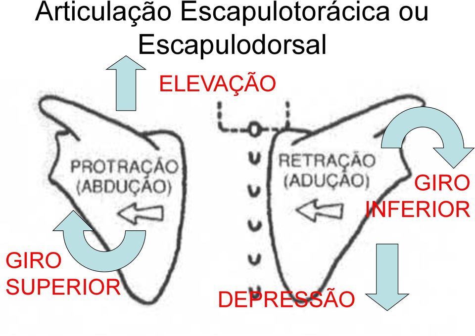 Escapulodorsal ELEVAÇÃO