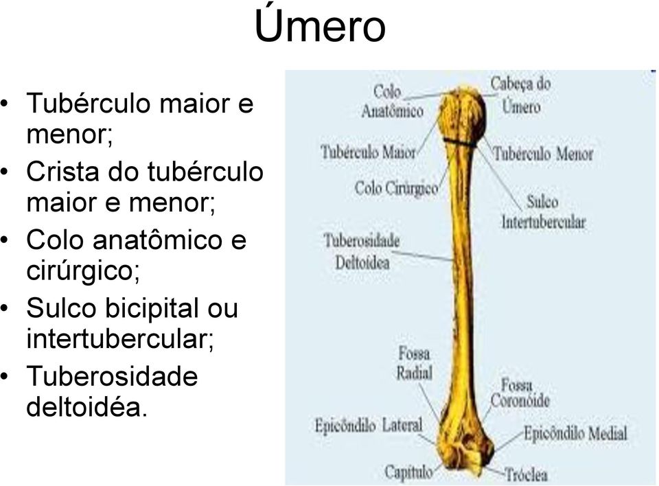 anatômico e cirúrgico; Sulco bicipital