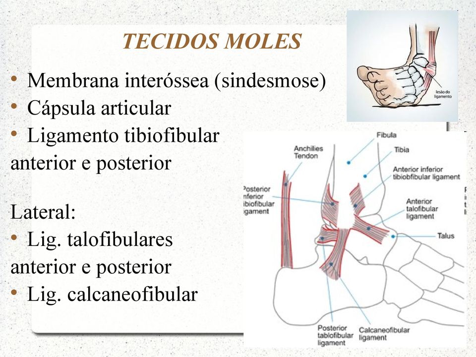 tibiofibular anterior e posterior Lateral: