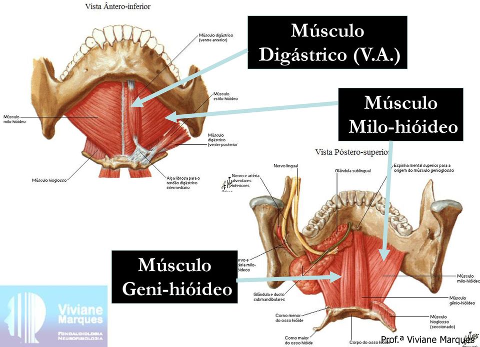 Milo-hióideo Músculo