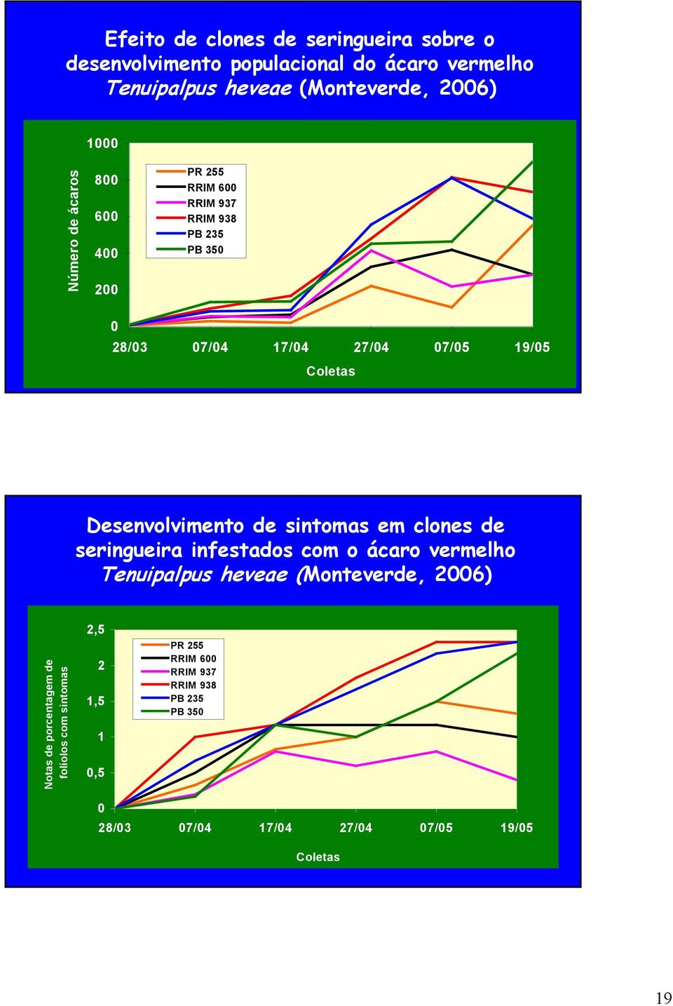 Desenvolvimento de sintomas em clones de seringueira infestados com o ácaro vermelho Tenuipalpus heveae (Monteverde, 2006) Notas de