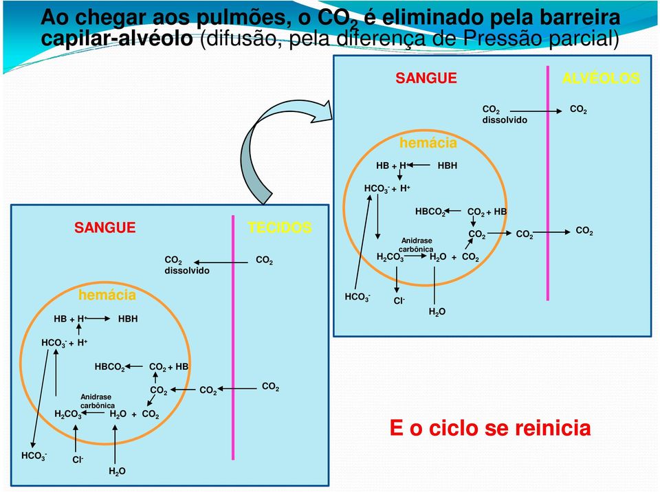 dissolvido TECIDOS HB + HB Anidrase carbônica H 2 CO 3 H 2 O + HB + H + hemácia HBH HCO 3 - Cl