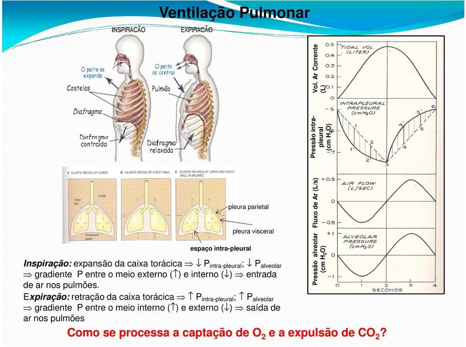 de ar nos pulmões Expiração: retração da caixa torácica P intra-pleural ; P alveolar gradiente P entre o meio interno ( ) e