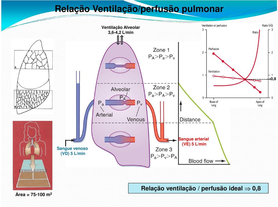 venoso (VD) 5 L/min Sangue arterial (VE) 5