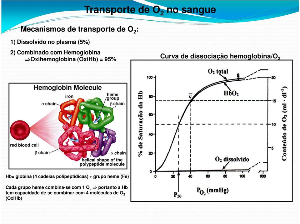 hemoglobina/o 2 Hb= globina (4 cadeias polipeptídicas) + grupo heme (Fe) Cada grupo heme