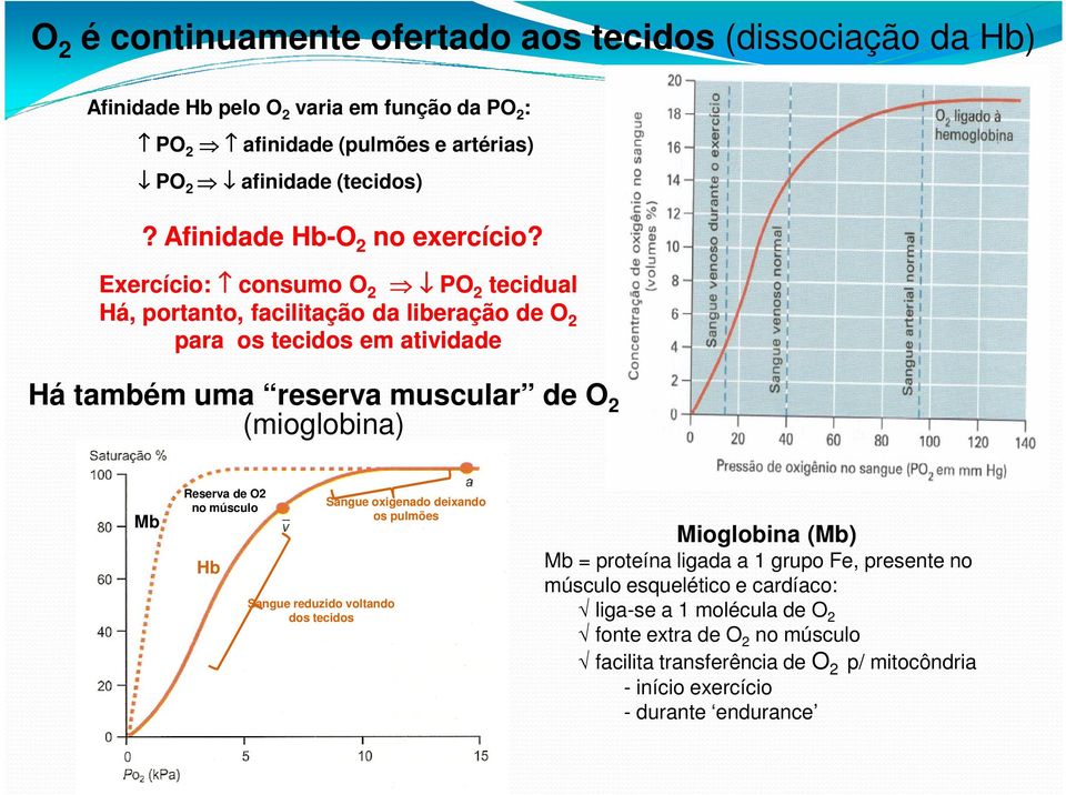 Exercício: consumo O 2 PO 2 tecidual Há, portanto, facilitação da liberação de O 2 para os tecidos em atividade Há também uma reserva muscular de O 2 (mioglobina) Mb Reserva de
