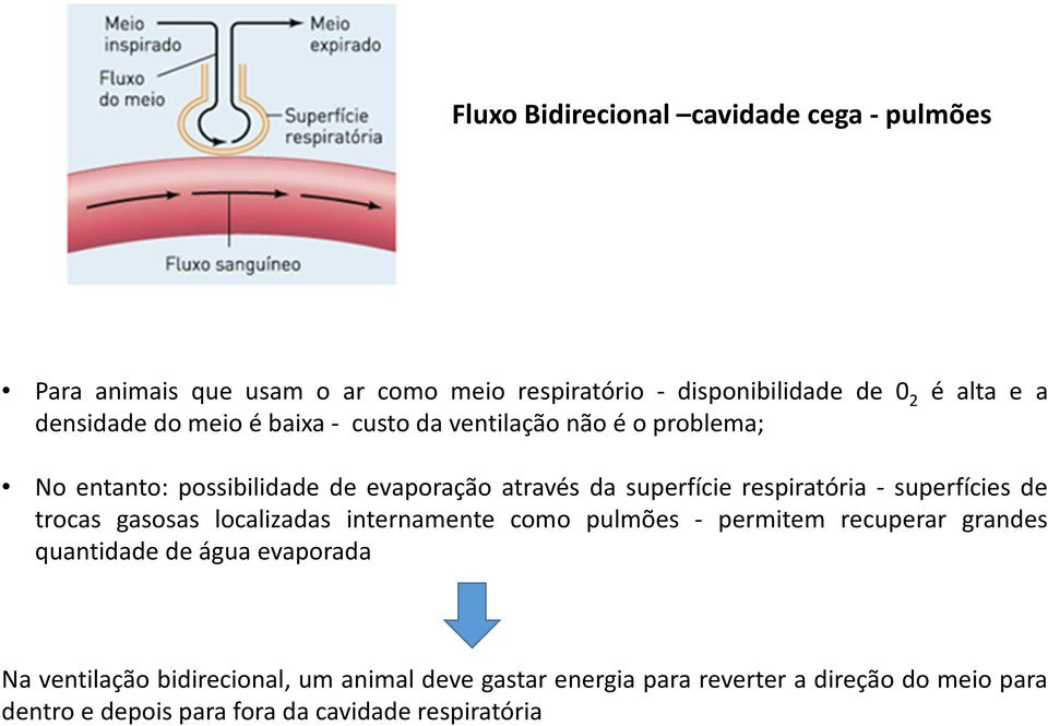 superfícies de trocas gasosas localizadas internamente como pulmões - permitem recuperar grandes quantidade de água evaporada Na