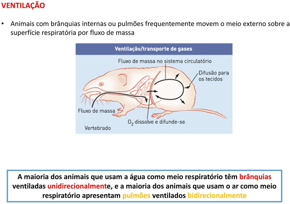 como meio respiratório têm brânquias ventiladas unidirecionalmente, e a maioria dos