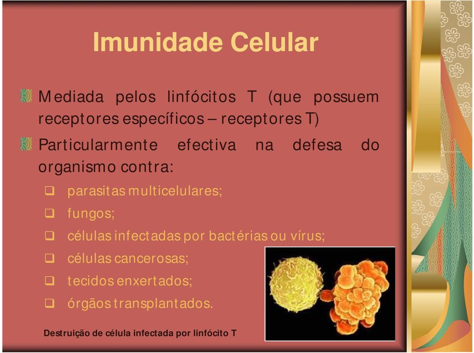 multicelulares; fungos; células infectadas por bactérias ou vírus; células